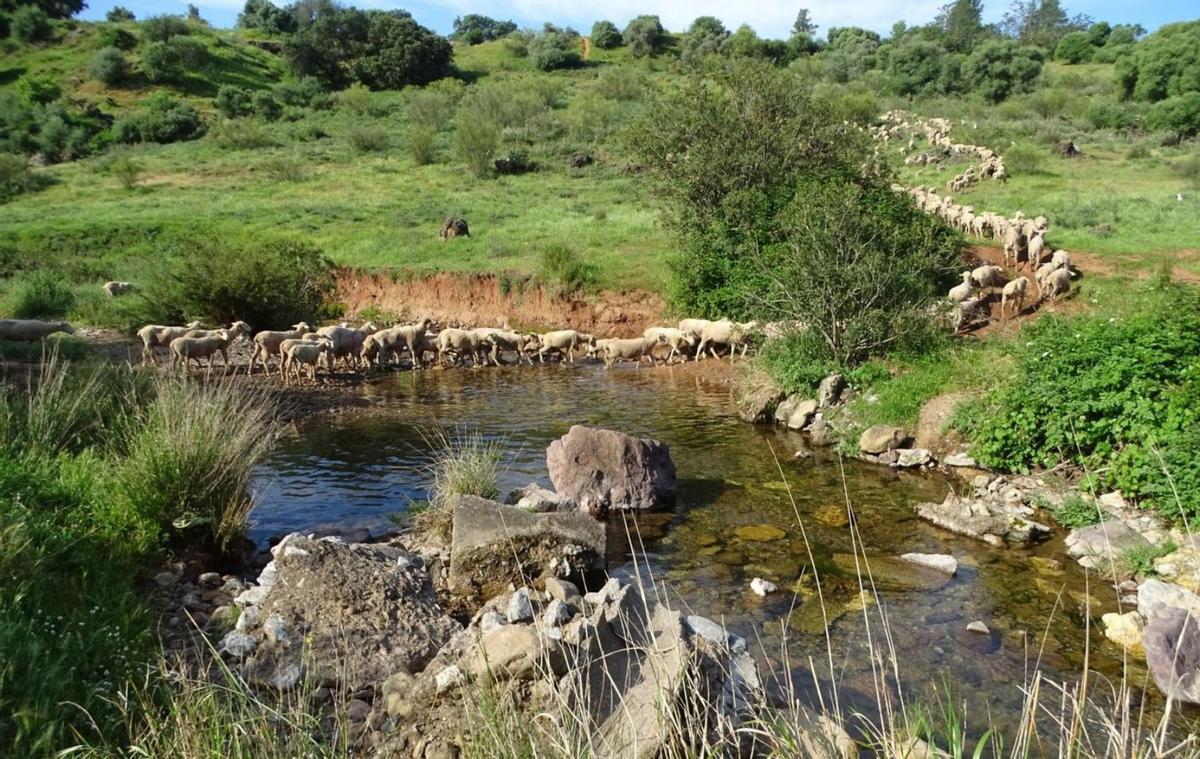 Un rebaño de ovejas pasa por el arroyo Pedroche, cerca del molino de Don Marcos.