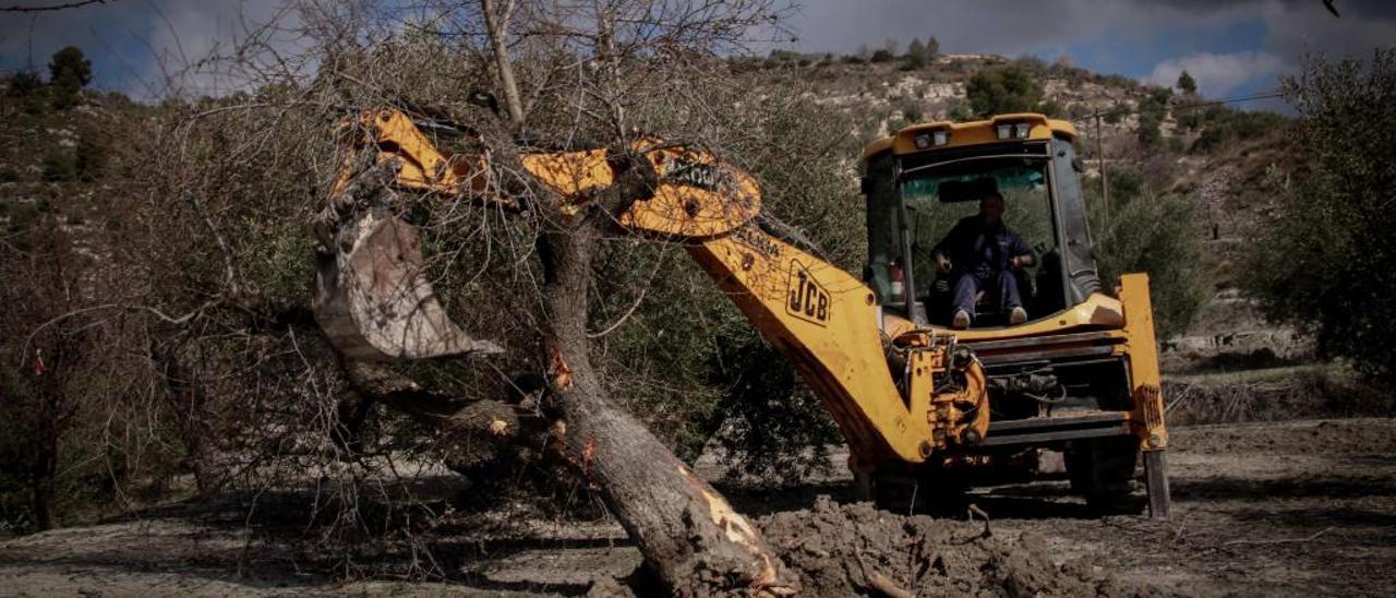 Una excavadora arrancado árboles en los campos de Balones, municipio de la comarca de El Comtat.