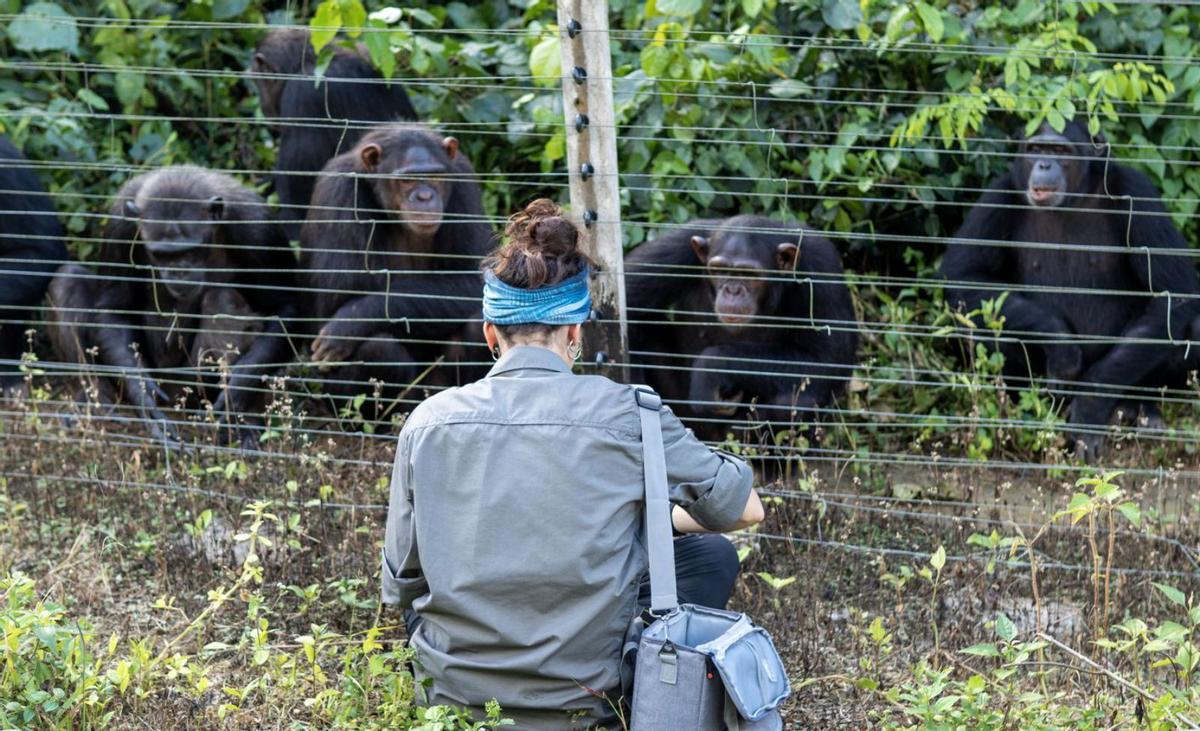 La gijonesa observa a un grupo de chimpancés en Camerún. Abajo, un ejemplar.