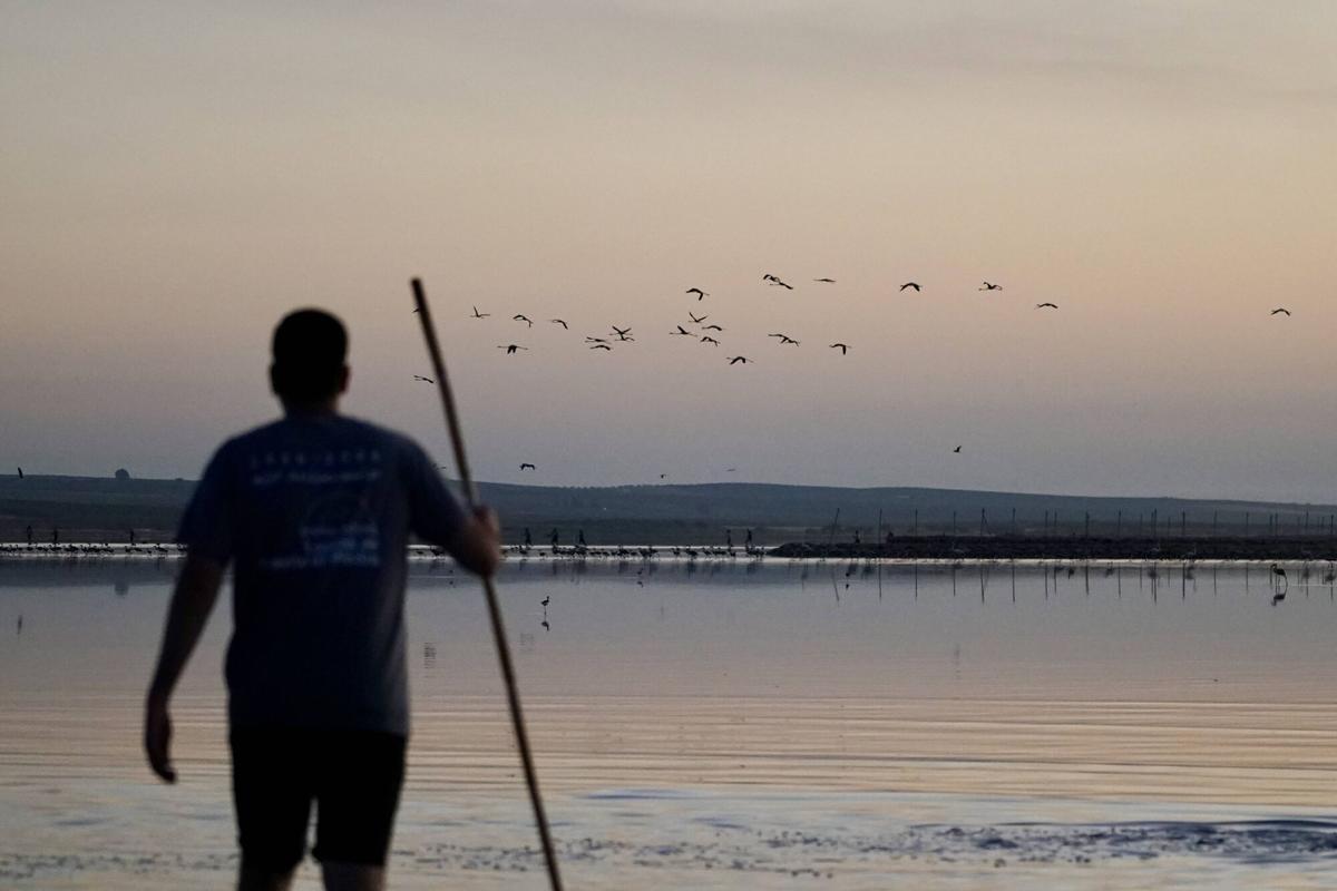Mas de 400 voluntarios asisten al anillamiento de pollos de flamencos en la Laguna de Fuente de Piedra