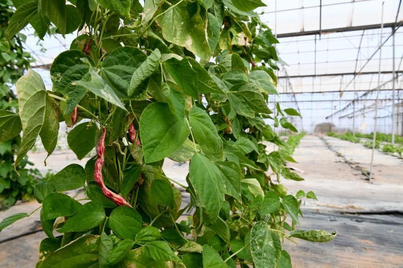 Dos jóvenes agricultores que cultivan, procesan y