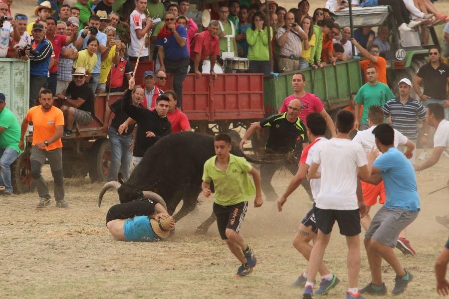 Segundo encierro taurino en Guarrate