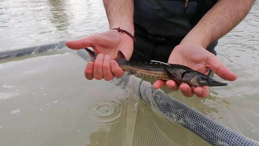 El esturión, extinto en España, regresa al río Ebro en un plan con esperanzadores resultados