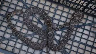 ¿Cuántos años vive una culebra herradura, una de las especies invasoras de Ibiza?