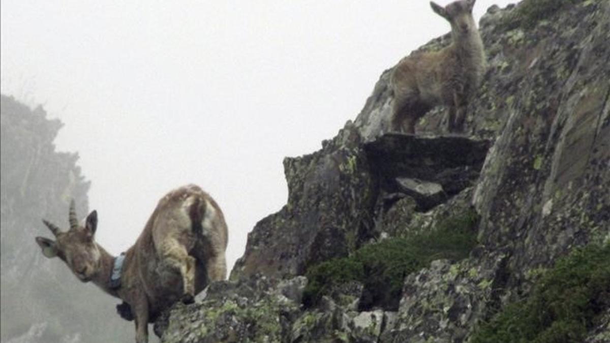 Una cabra salvaje con su cría en la zona del Alt Pallars.