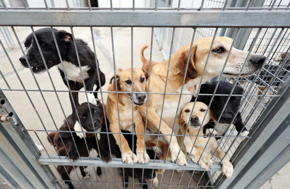 La Asociación Protectora de Animales dice adiós al refugio de A Madroa tras casi medio siglo