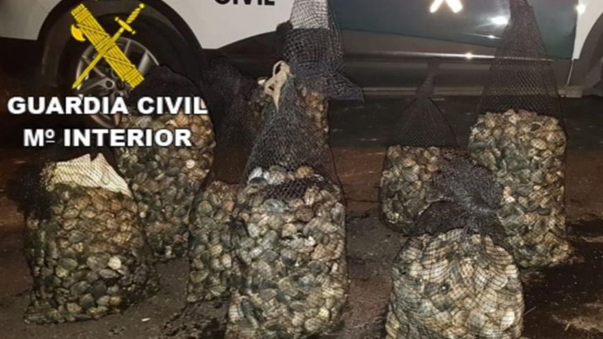 Tres furtivos “habituales” roban más de 200 kilos de almeja de las playas de Moaña, Redondela y Poio