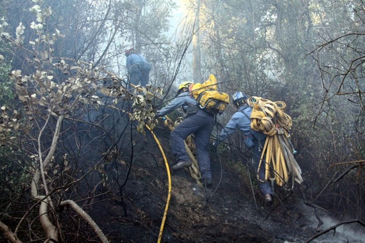 Bombers, carregats amb mangueres, en un bosc de Foixà, aquest dimarts.