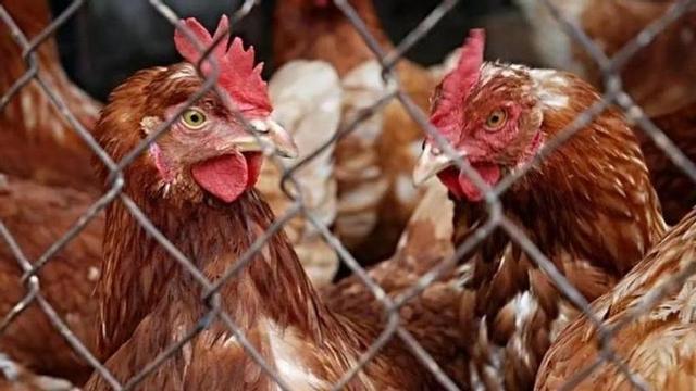 Die neue Hühnerfarm von Avícola soll bei Manacor angesiedelt werden