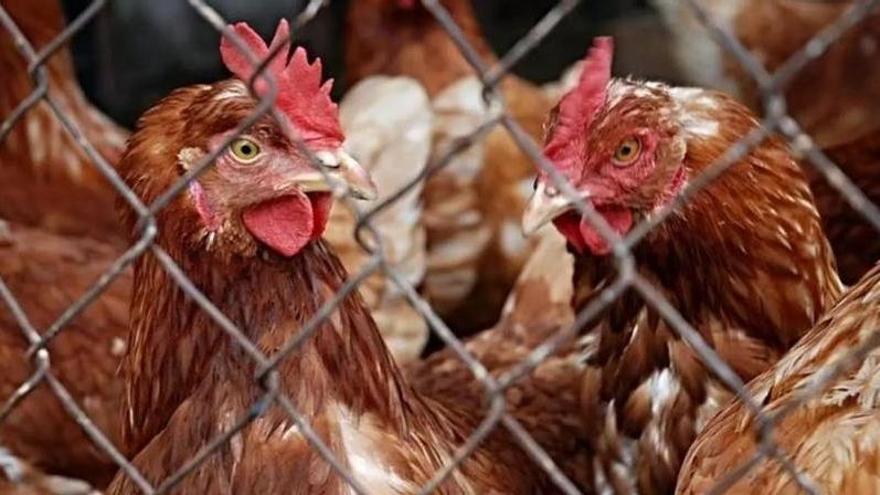 80.000 Legehennen bei Manacor: Umstrittene Geflügelfirma plant nach Skandal neue Hühnerfarm auf Mallorca