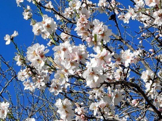 Mandelblüte auf Mallorca