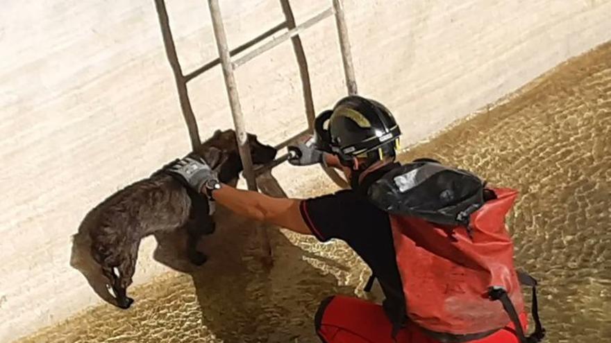 Bomberos de Tenerife rescatan a un perro de un estanque de agua