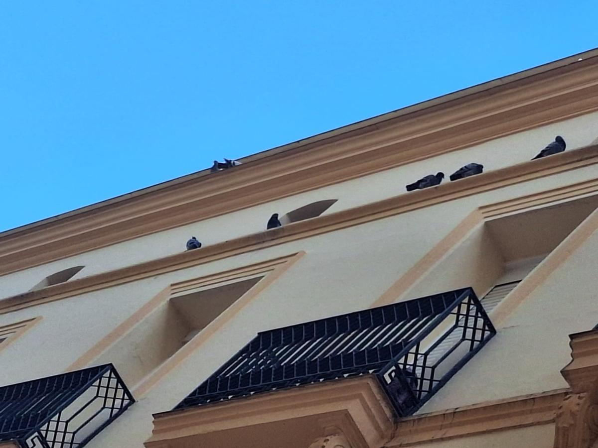 Fotogalería | Los vecinos del Casco Antiguo de Badajoz se quejan de las palomas