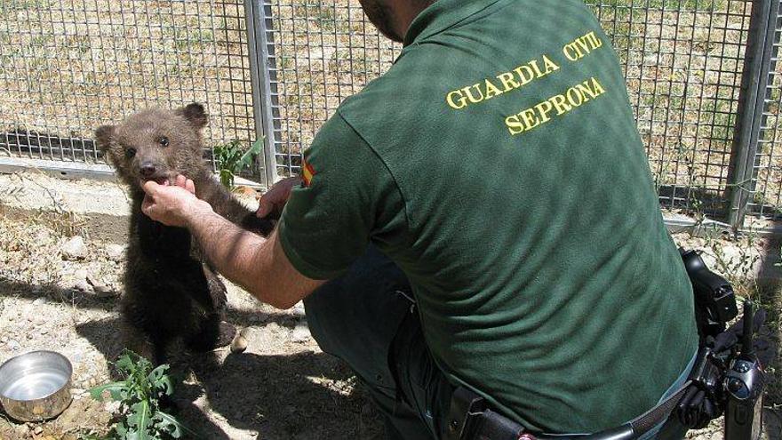 Declarado en busca y captura el contrabandista del oso &#039;Aragón&#039;