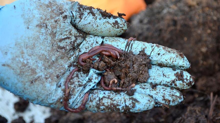 El humus extremeño de lombriz quiere conquistar el campo español