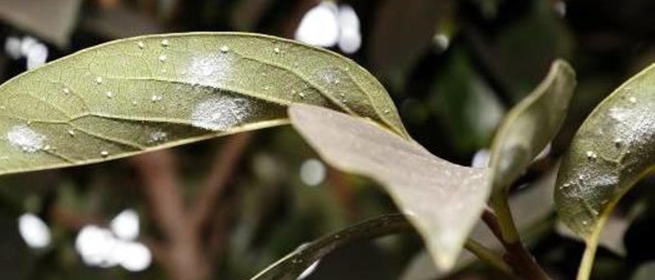 Temor entre los agricultores por el avance de la mosca blanca que daña el caqui