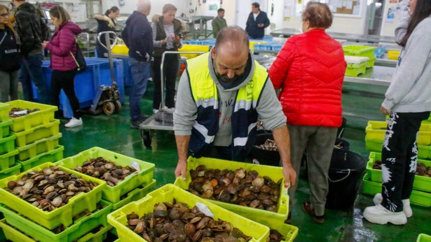 El sector de la volandeira confía en empezar mañana la campaña pese al fuerte temporal