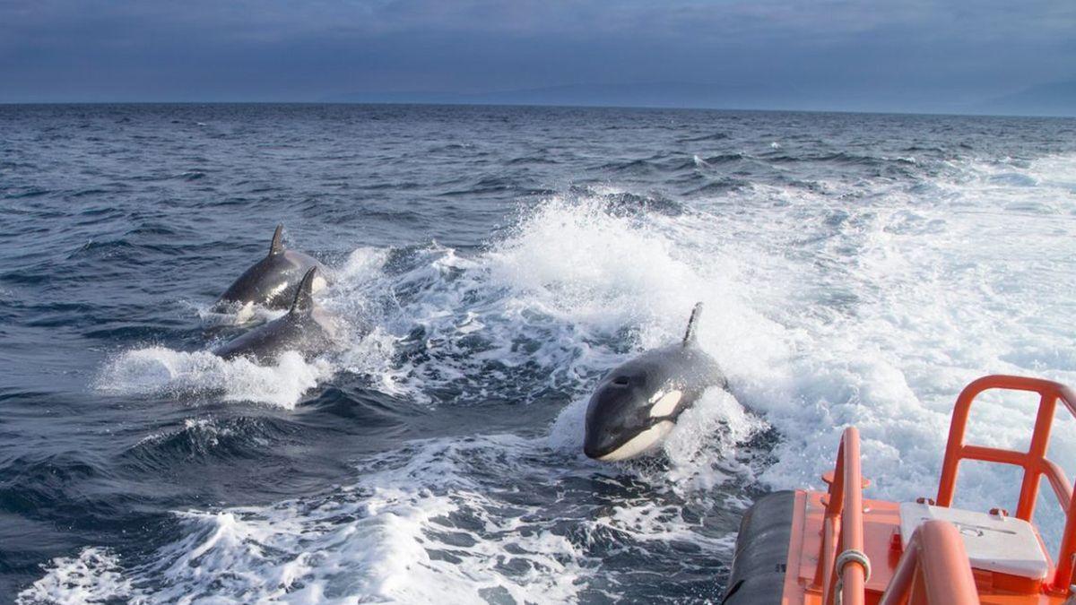 Foto de archivo de orcas en el Estrecho.