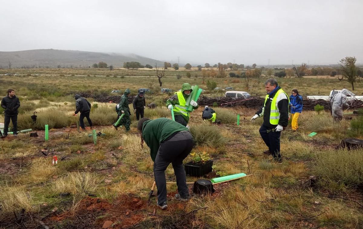 Participantes en la plantación de árboles, homenaje a las personas fallecidas en los incendios forestales y un momento de la jornada en el auditorio municipal de Tábara. | CEDIDAS