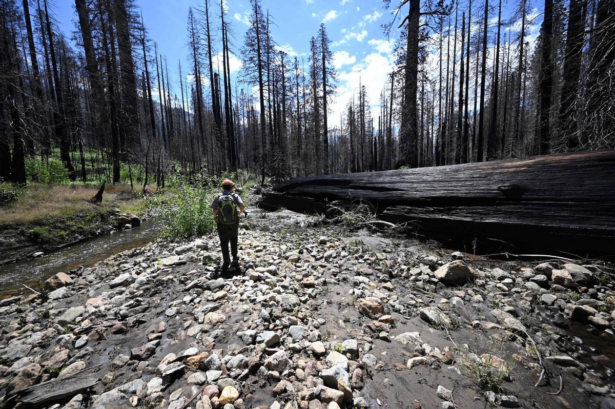 Las secuoyas gigantes de California, en riesgo por los incendios