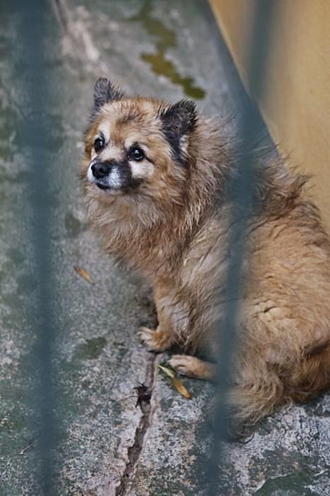 In Son Reus kommen derzeit kaum Hunde oder Katzen an. Knapp die Hälfte der Zwinger steht leer.