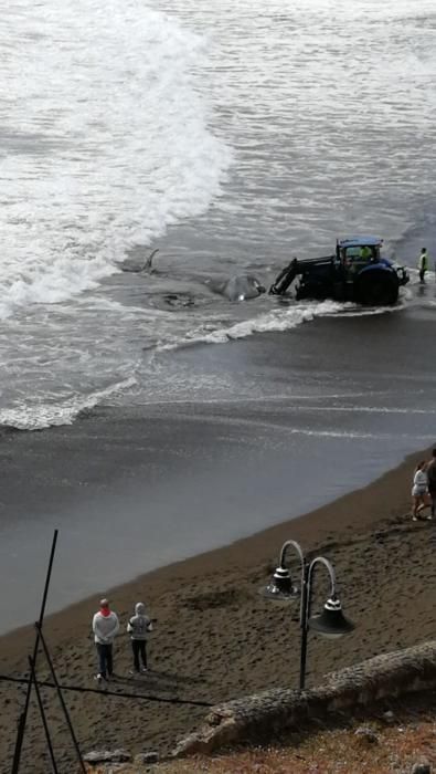 Un cachalote aparece muerto en la playa de Melenara