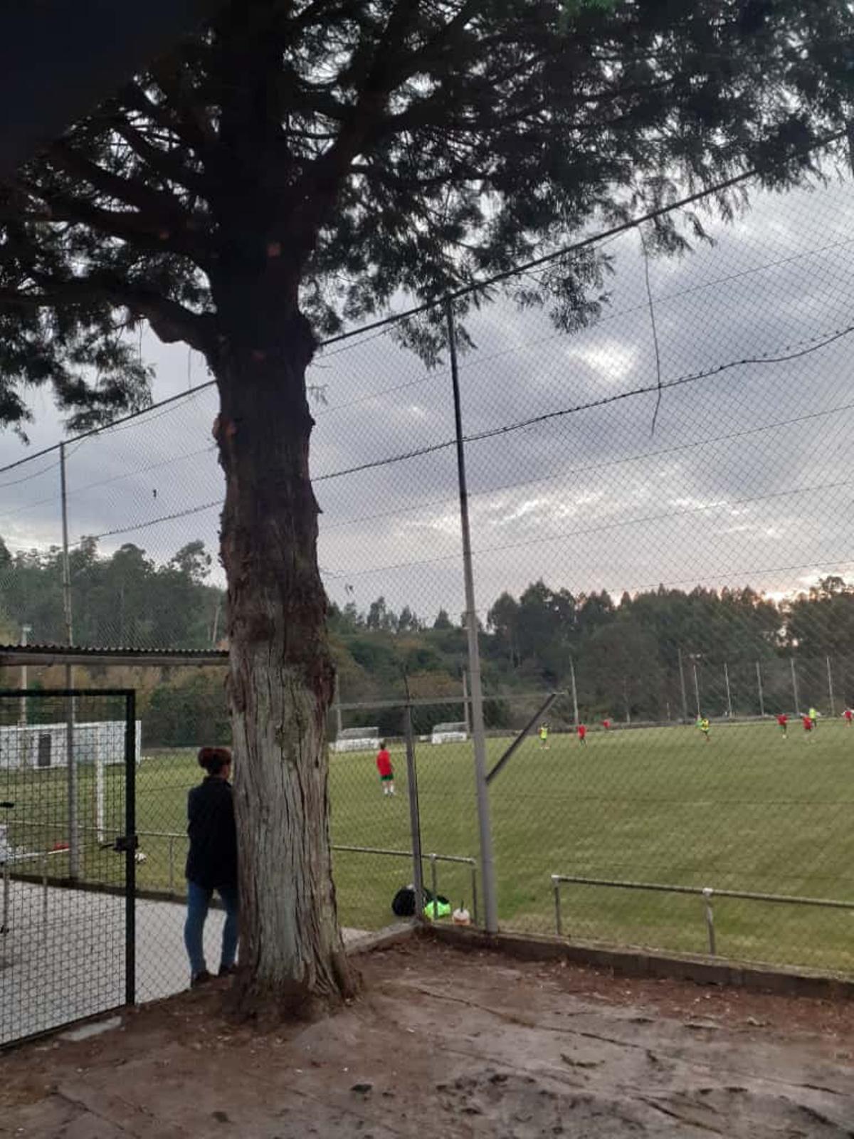 Imagen del abeto cuando todavía estaba en pie cedida a este diario por Fino