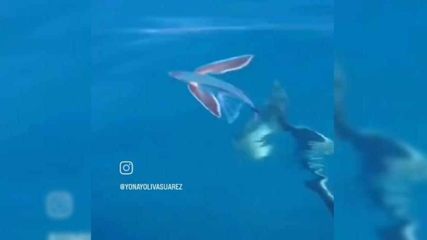 El impresionante duelo por la vida entre un pez volador y un delfín en Canarias