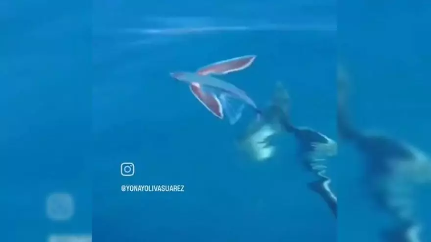 El impresionante duelo por la vida entre un pez volador y un delfín en Canarias