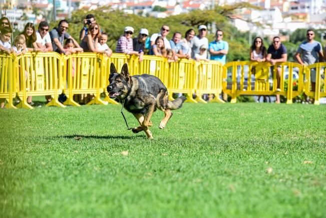 10/12/2016 MASPALOMAS. Feria de Mascotas Maspalomas 2016.Foto: SABRINA CEBALLOS