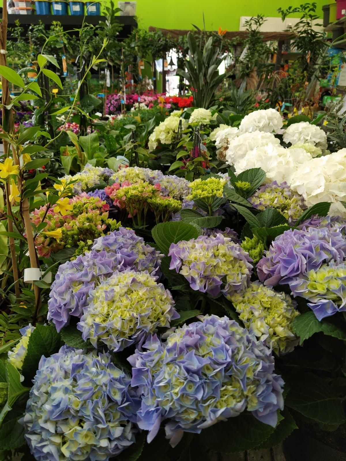 Llena de vida tu pequeño rincón con todas estas flores y plantas.