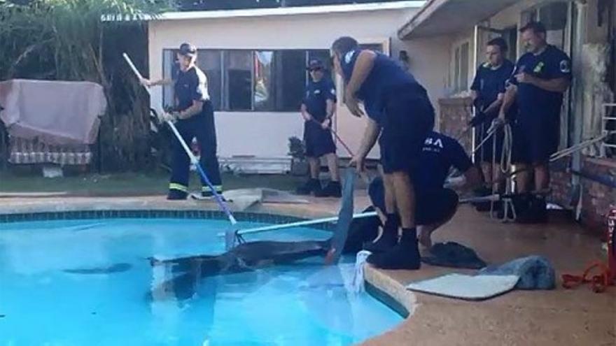 Rescatan a un caballo que se había caído a la piscina en EEUU