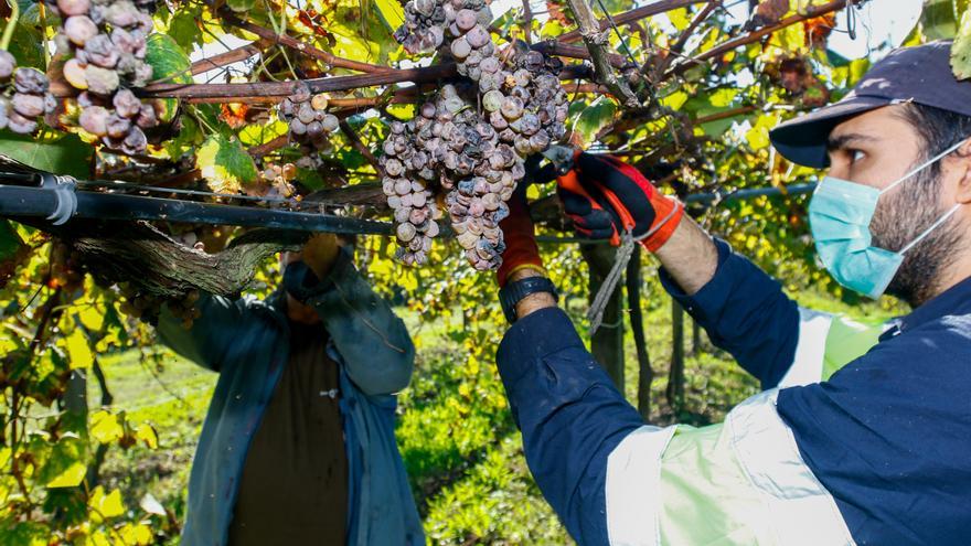 Rías Baixas resiste la pandemia, el Brexit y los aranceles