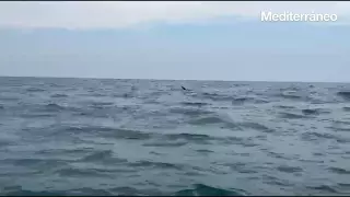 Vídeo: Unos delfines se dejan ver en las playas de Nules
