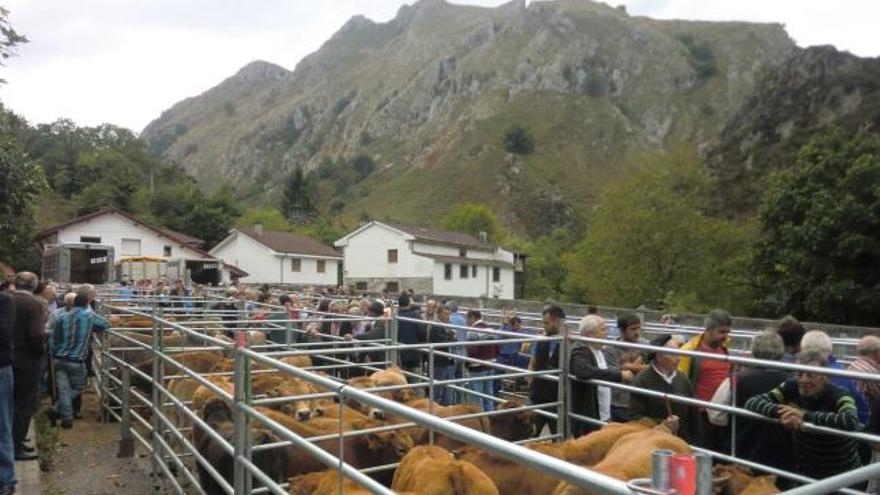 Feria de ganado, ayer, en Santillán.