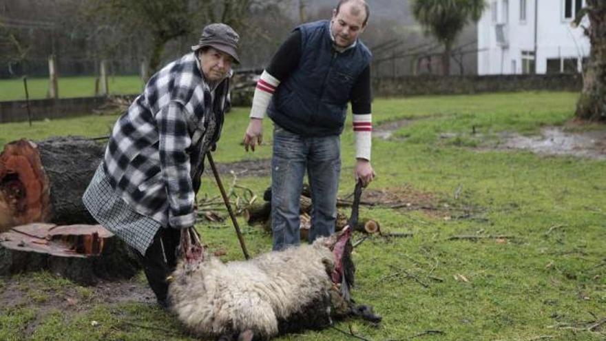 Dos de los afectados muestran una de las ovejas muertas en su finca.  // Bernabé/Gutier