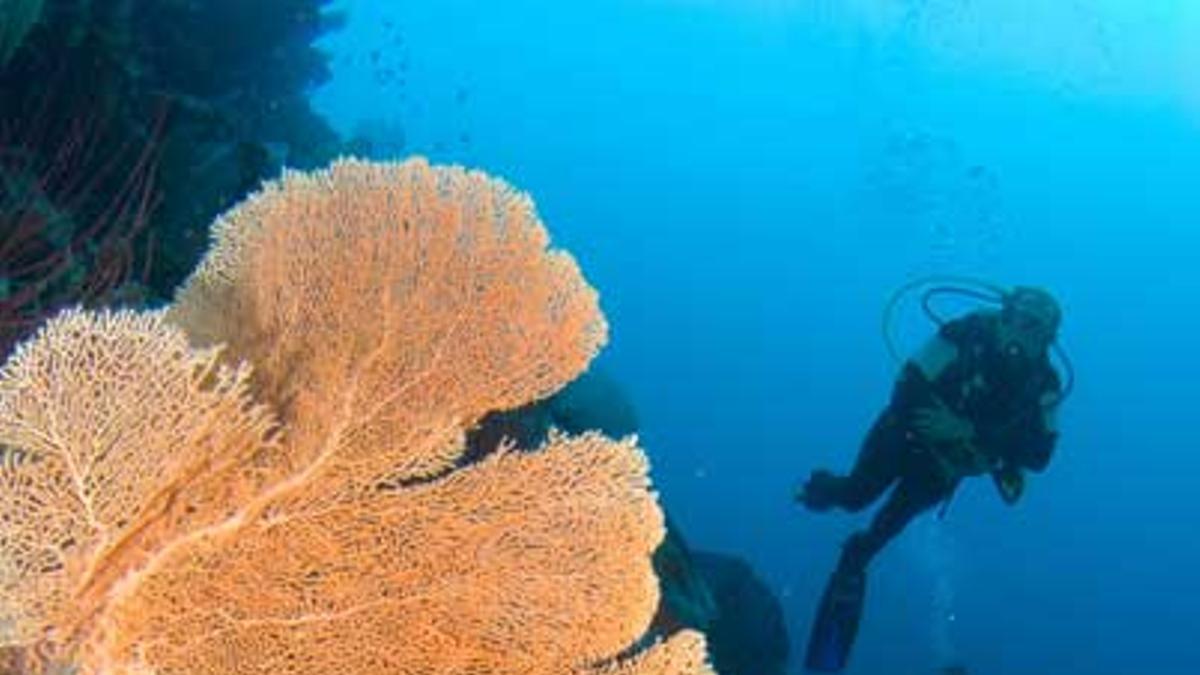 En Wakatobi se puede contemplar el 90% de las especies de coral que hay en todo el mundo