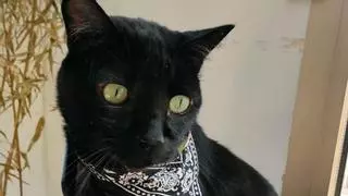 La superstición de los gatos negros complica su adopción