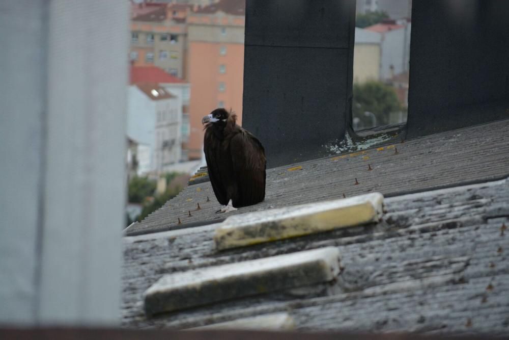 El buitre negro 'visita' Vigo //FdV