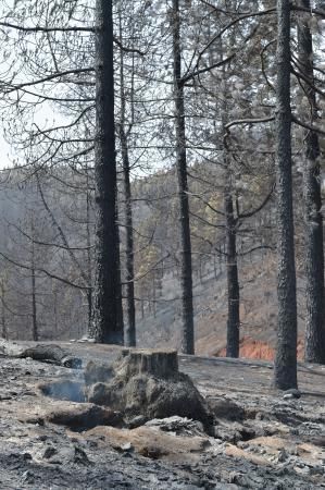 24-08-2019 TEJEDA. Zonas quemadas junto a la carretera de Cruz de Tejeda a Pinos de Galdar  | 24/08/2019 | Fotógrafo: Andrés Cruz