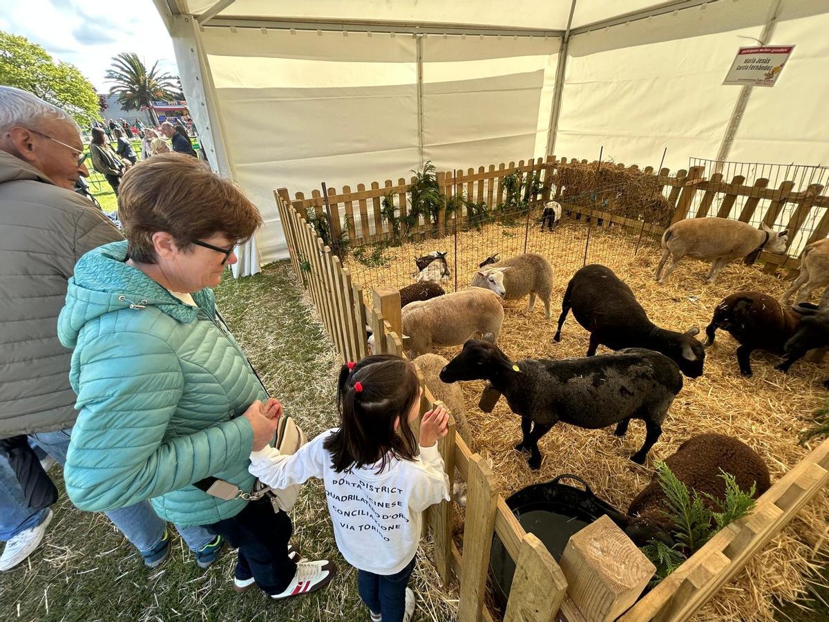 EN IMÁGENES: Así fue la primera jornada de las fiestas de San Isidro en Piedras Blancas