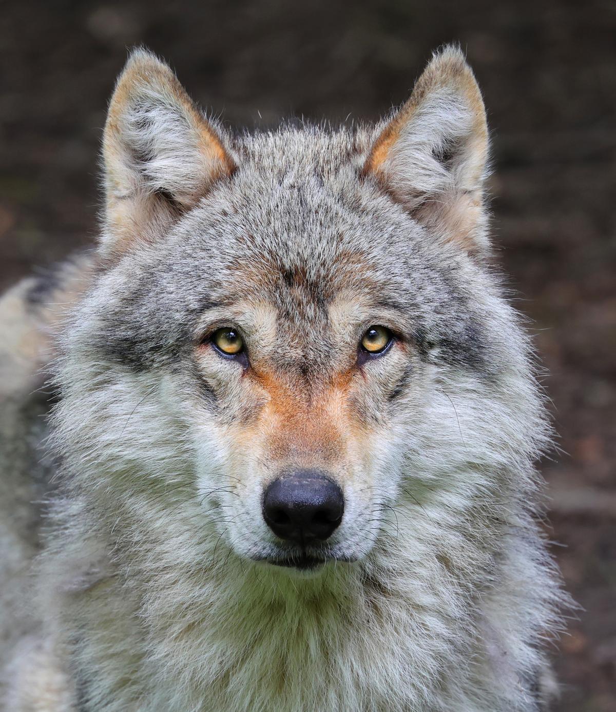 La forma de las manchas en la cara de los pacientes con lupus recuerdan al rostro de un lobo