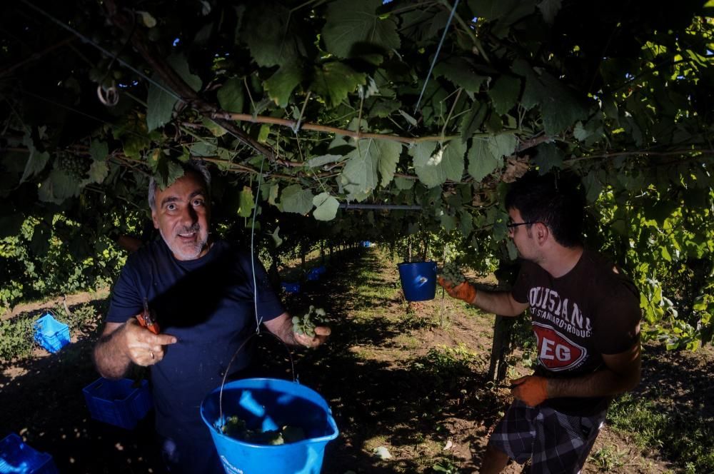 La vendimia se apura en Rías Baixas cuando la maduración y el grado de alcohol son ya idóneos para obtener el mejor vino.