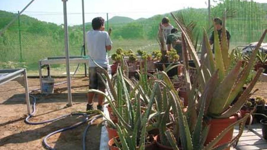 Algunas variedades autóctonas que se plantarán