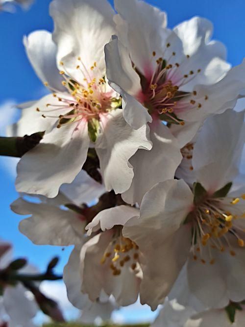 So schön blüht die Mandelblüte