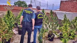 Desmanteladas en el mismo día dos plantaciones de marihuana en Usagre