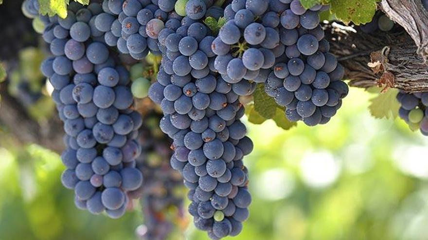 El resveratrol está presente en las uvas negras.