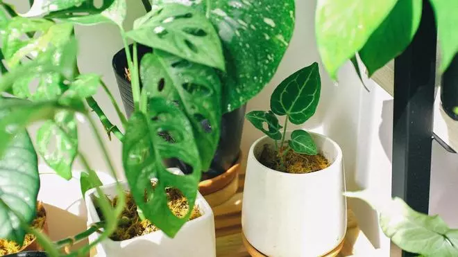 Echar sal a las plantas es bueno por todas estas razones