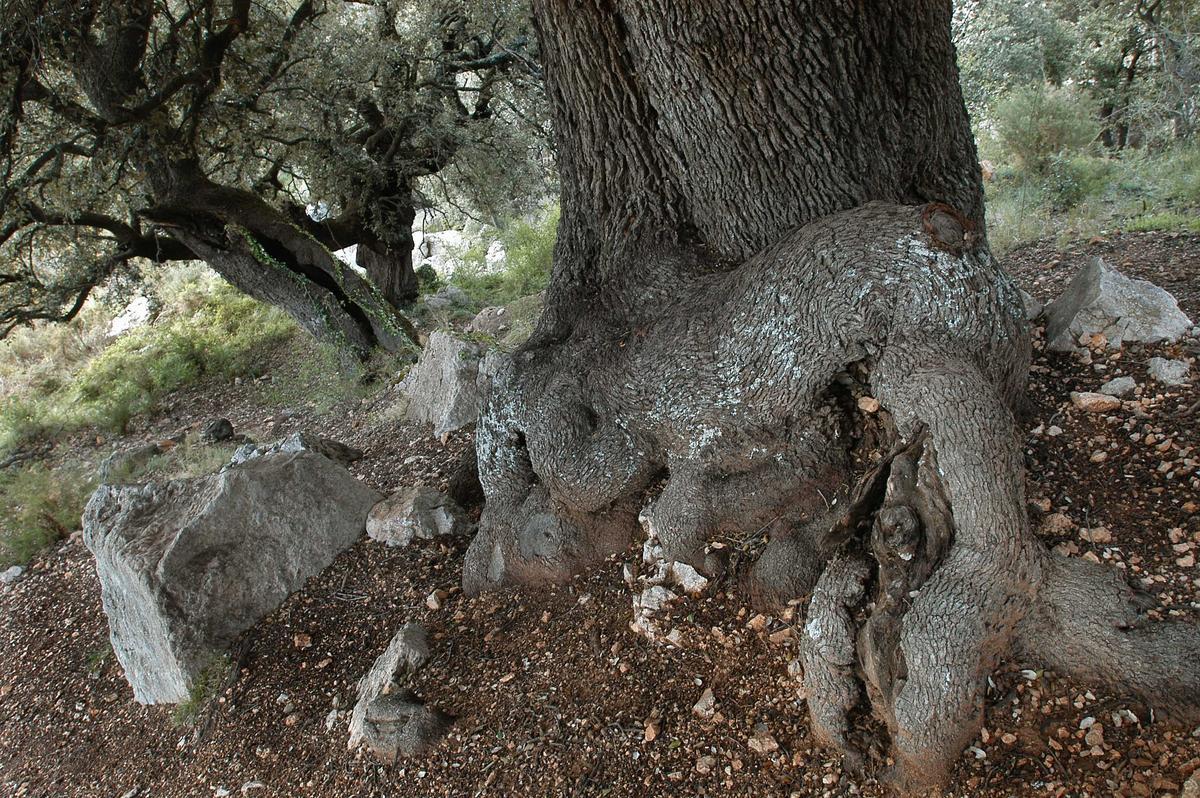 Bosque de robles. Barranc Dels Horts