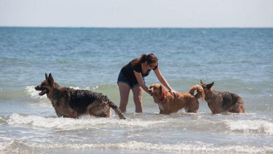 Perros y dueños disfrutan de una de las playas para canes de la provincia